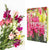 Happiness Blooms From Within Greeting Card- Snapdragon Seeds