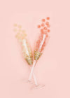 Sugarfina Prosecco Frosecco