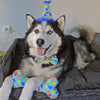 Pet Party Time Blue Party Hat with SnugFit®
